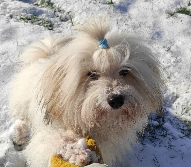 TAO NEIGE