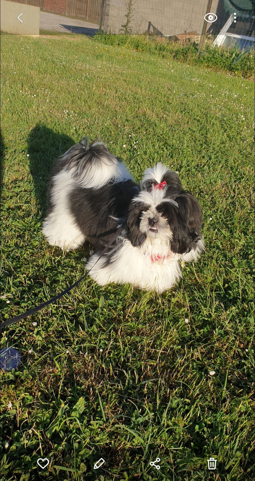 shih tzu cliente